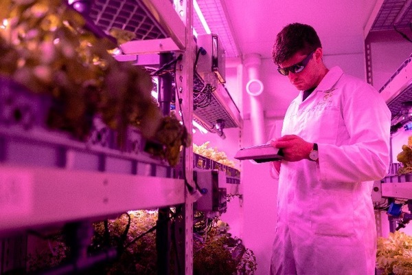 A man checking a technology device in a greenhouse